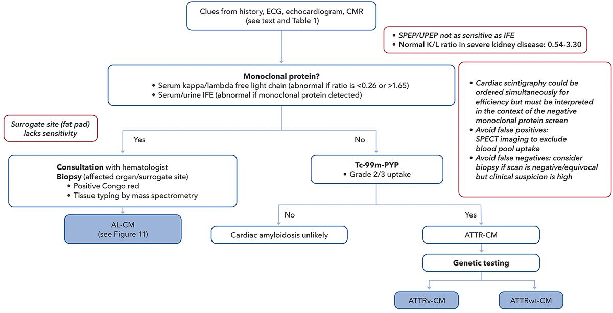 CARDIAC AMYLOIDOSIS DIAGNOSTIC FLOW CHART